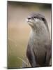 England, Leicestershire; Short-Clawed Asian Otter at Twycross Zoo Near the National Zoo-Will Gray-Mounted Photographic Print
