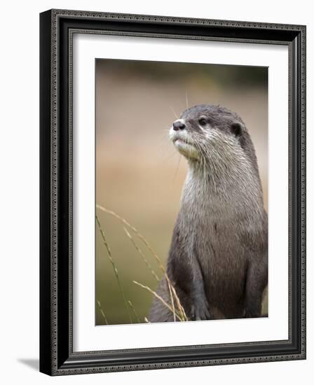 England, Leicestershire; Short-Clawed Asian Otter at Twycross Zoo Near the National Zoo-Will Gray-Framed Photographic Print