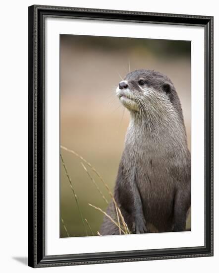 England, Leicestershire; Short-Clawed Asian Otter at Twycross Zoo Near the National Zoo-Will Gray-Framed Photographic Print