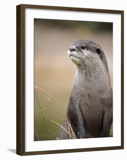 England, Leicestershire; Short-Clawed Asian Otter at Twycross Zoo Near the National Zoo-Will Gray-Framed Photographic Print