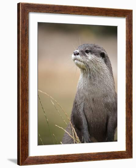 England, Leicestershire; Short-Clawed Asian Otter at Twycross Zoo Near the National Zoo-Will Gray-Framed Photographic Print