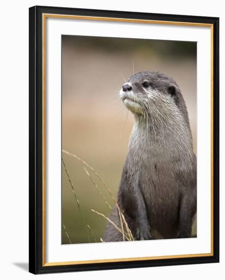 England, Leicestershire; Short-Clawed Asian Otter at Twycross Zoo Near the National Zoo-Will Gray-Framed Photographic Print