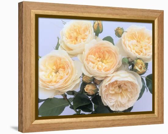 England's Rose-Clay Perry-Framed Premier Image Canvas