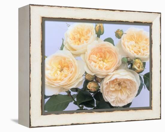 England's Rose-Clay Perry-Framed Premier Image Canvas