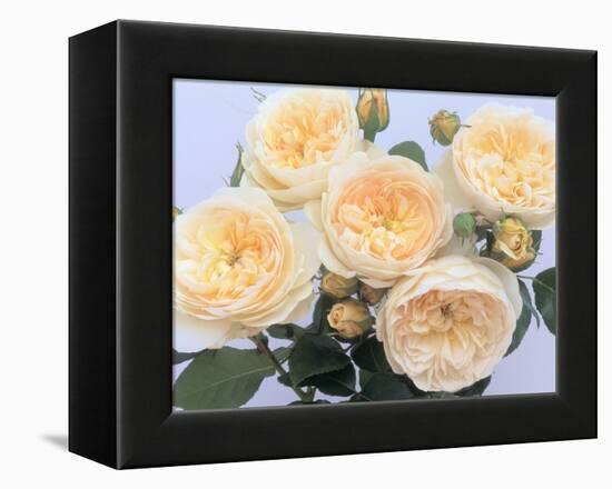 England's Rose-Clay Perry-Framed Premier Image Canvas