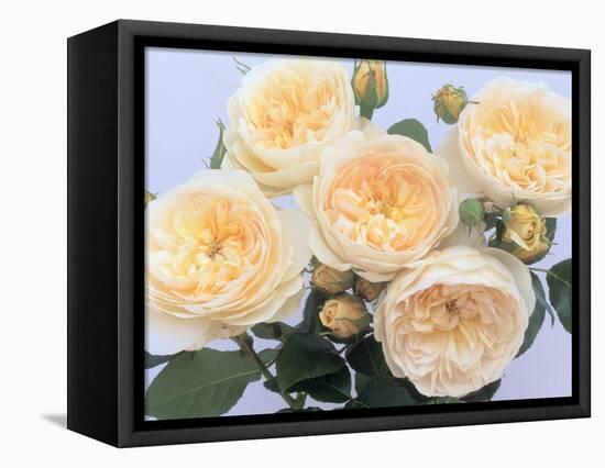 England's Rose-Clay Perry-Framed Premier Image Canvas