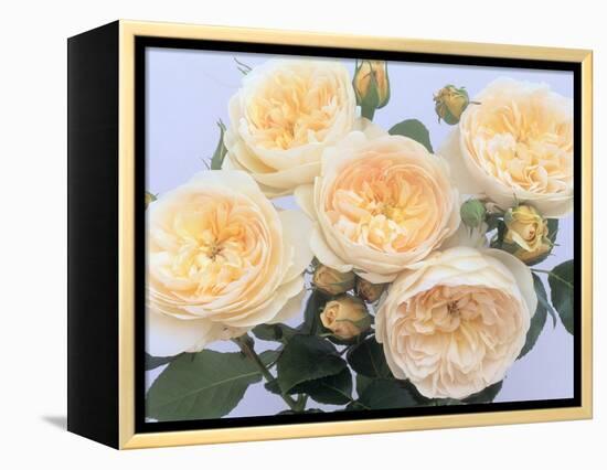 England's Rose-Clay Perry-Framed Premier Image Canvas