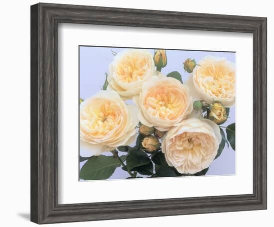 England's Rose-Clay Perry-Framed Photographic Print