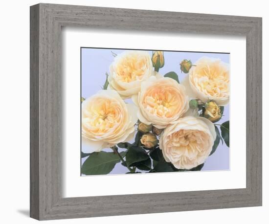 England's Rose-Clay Perry-Framed Photographic Print