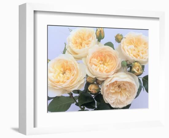 England's Rose-Clay Perry-Framed Photographic Print