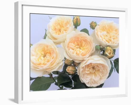 England's Rose-Clay Perry-Framed Photographic Print