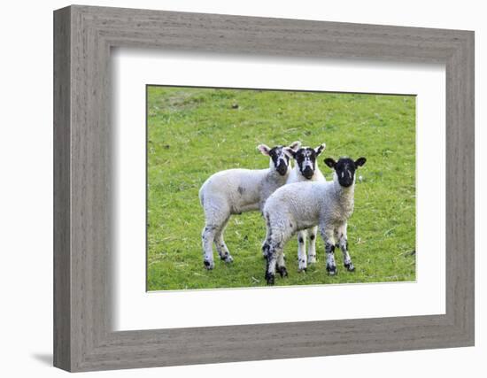 England, West Yorkshire. Pastures and grazing lands with lambs.-Emily Wilson-Framed Photographic Print