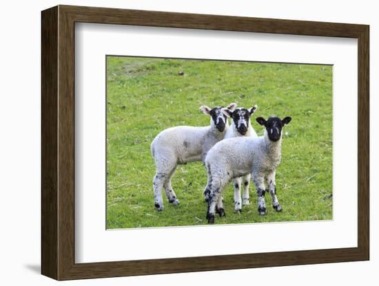 England, West Yorkshire. Pastures and grazing lands with lambs.-Emily Wilson-Framed Photographic Print