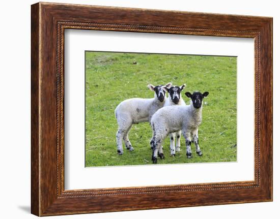 England, West Yorkshire. Pastures and grazing lands with lambs.-Emily Wilson-Framed Photographic Print