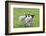 England, West Yorkshire. Pastures and grazing lands with lambs.-Emily Wilson-Framed Photographic Print