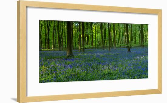 English Bluebells-Timothy Smith-Framed Photographic Print
