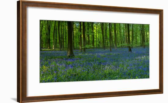 English Bluebells-Timothy Smith-Framed Photographic Print