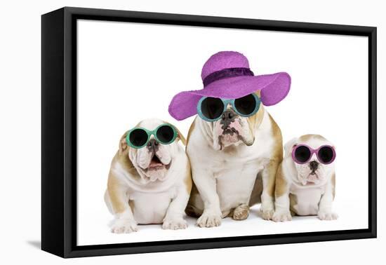 English Bulldog Adult and Puppies Wearing-null-Framed Premier Image Canvas