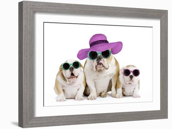 English Bulldog Adult and Puppies Wearing-null-Framed Photographic Print