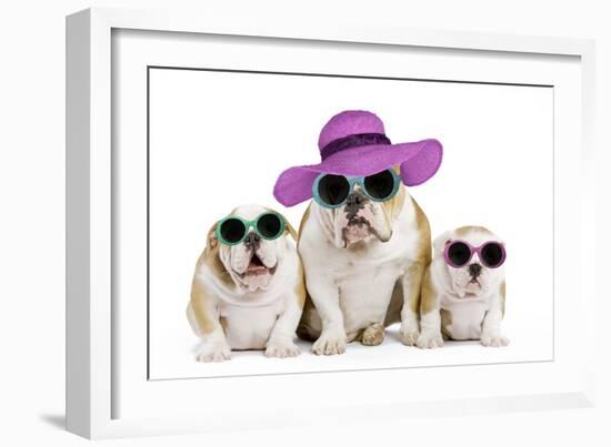 English Bulldog Adult and Puppies Wearing-null-Framed Photographic Print