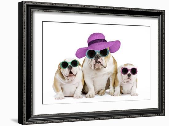 English Bulldog Adult and Puppies Wearing-null-Framed Photographic Print