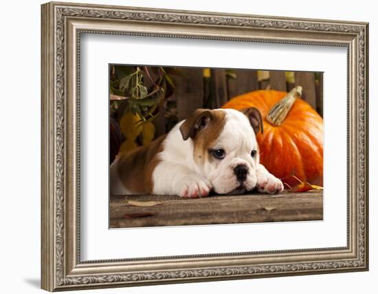 English Bulldog and a Pumpkin-Lilun-Framed Photographic Print