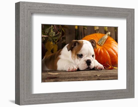 English Bulldog and a Pumpkin-Lilun-Framed Photographic Print