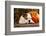 English Bulldog and a Pumpkin-Lilun-Framed Photographic Print