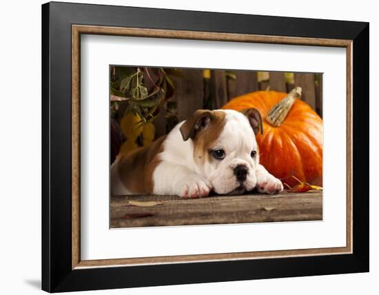 English Bulldog and a Pumpkin-Lilun-Framed Photographic Print