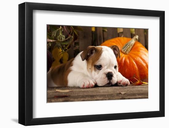 English Bulldog and a Pumpkin-Lilun-Framed Photographic Print