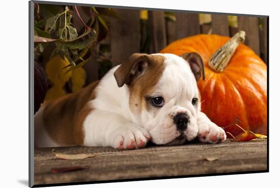 English Bulldog and a Pumpkin-Lilun-Mounted Photographic Print