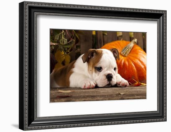 English Bulldog and a Pumpkin-Lilun-Framed Photographic Print