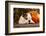 English Bulldog and a Pumpkin-Lilun-Framed Photographic Print