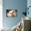 English Bulldog Close-Up of Face-null-Photographic Print displayed on a wall
