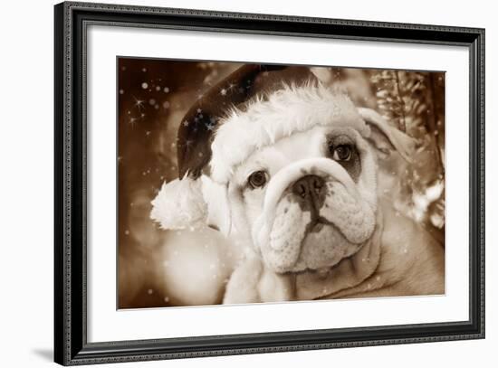 English Bulldog Close-Up of Face-null-Framed Photographic Print