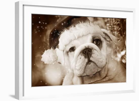 English Bulldog Close-Up of Face-null-Framed Photographic Print