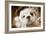 English Bulldog Close-Up of Face-null-Framed Photographic Print