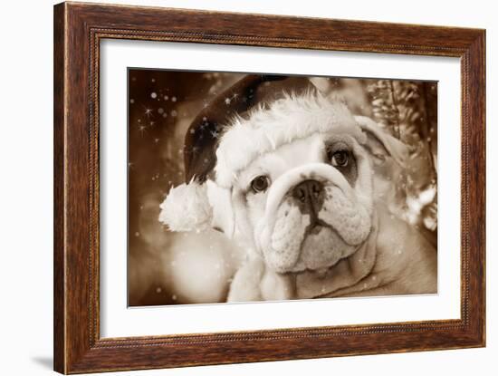 English Bulldog Close-Up of Face-null-Framed Photographic Print