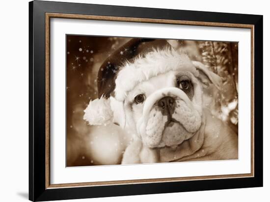 English Bulldog Close-Up of Face-null-Framed Photographic Print