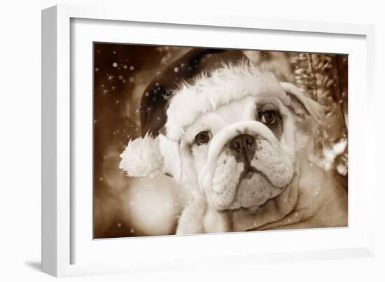 English Bulldog Close-Up of Face-null-Framed Photographic Print