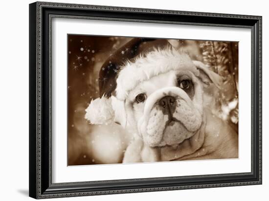 English Bulldog Close-Up of Face-null-Framed Photographic Print