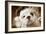 English Bulldog Close-Up of Face-null-Framed Photographic Print