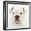 English Bulldog in Studio-null-Framed Photographic Print