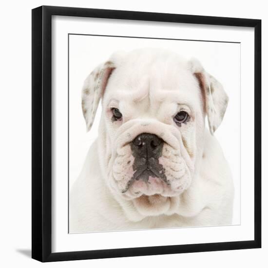 English Bulldog in Studio-null-Framed Photographic Print