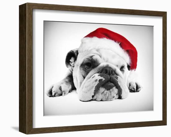 English Bulldog Lying in Studio Wearing a Christmas Hat-null-Framed Photographic Print