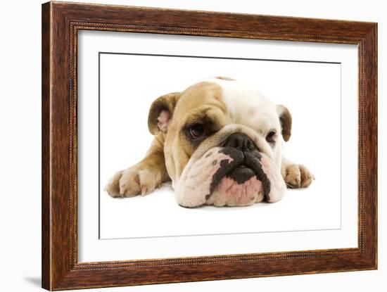 English Bulldog Lying in Studio-null-Framed Photographic Print