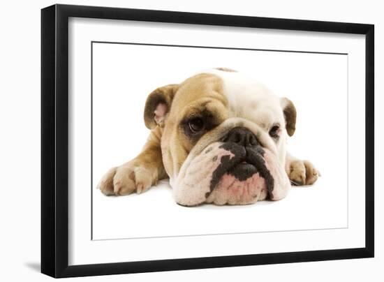 English Bulldog Lying in Studio-null-Framed Photographic Print