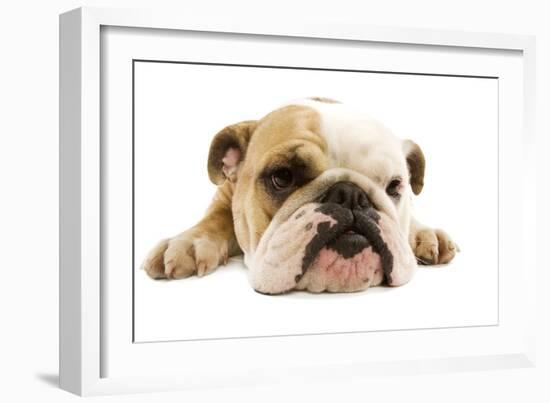 English Bulldog Lying in Studio-null-Framed Photographic Print