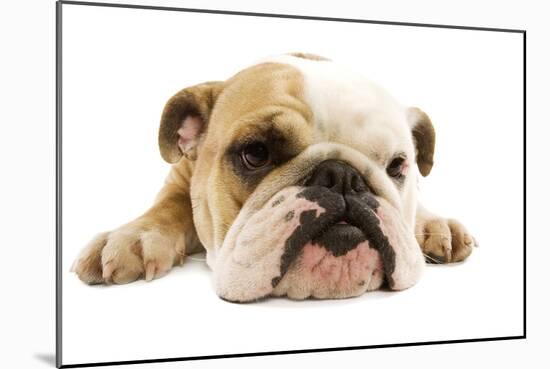 English Bulldog Lying in Studio-null-Mounted Photographic Print