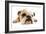 English Bulldog Lying in Studio-null-Framed Photographic Print